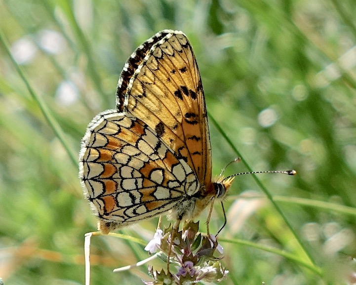 Provençal fritillary
